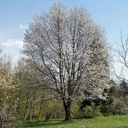 Stilvolles Im Dreilaendereck