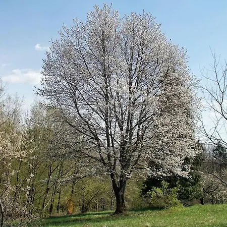 Stilvolles Im Dreilaendereck